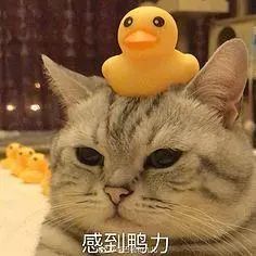 线上少儿英语机构选择_在线英语学习平台对比_外教一对一价格及注意事项
